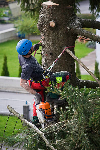 Reliable Campbellsport, WI Tree Services Solutions