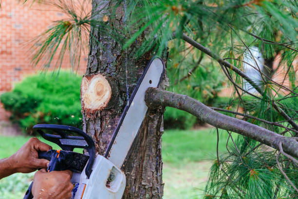 Why Choose Our Tree Removal Services in Campbellsport, WI?